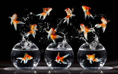 Dynamic Goldfish Leaping from Glass Bowls