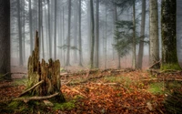 Nebeliger Waldhain in einem gemäßigten Waldökosystem