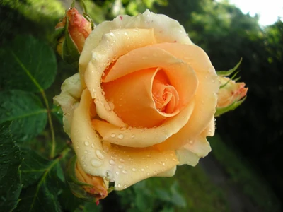 Rosa Floribunda rosa delicada con gotas de rocío