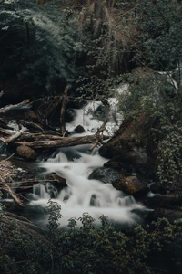 Ruhiger Wasserlauf, der durch üppige Regenwaldvegetation fließt