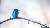 A vibrant kingfisher perched on a branch, showcasing its striking blue and orange plumage.