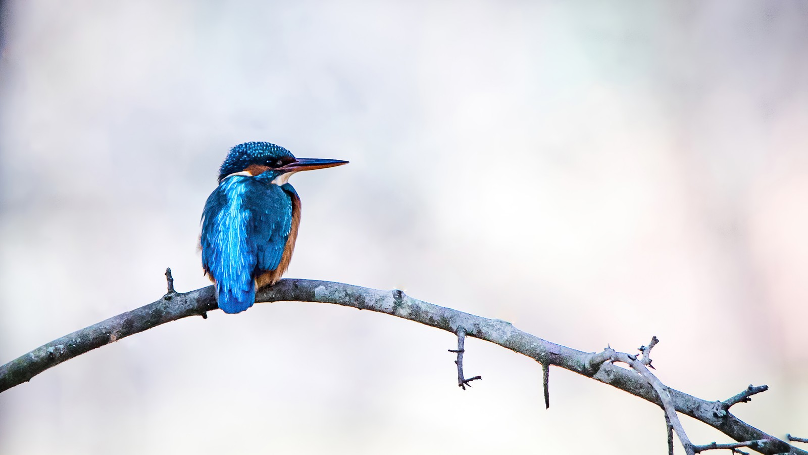 There is a small bird sitting on a branch of a tree (kingfisher, bird, animals)