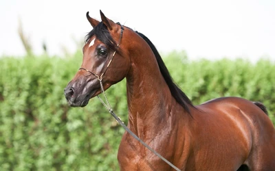 Elegant bay Arabian stallion with a flowing mane, posed against a lush green backdrop, showcasing its refined features and strong presence.