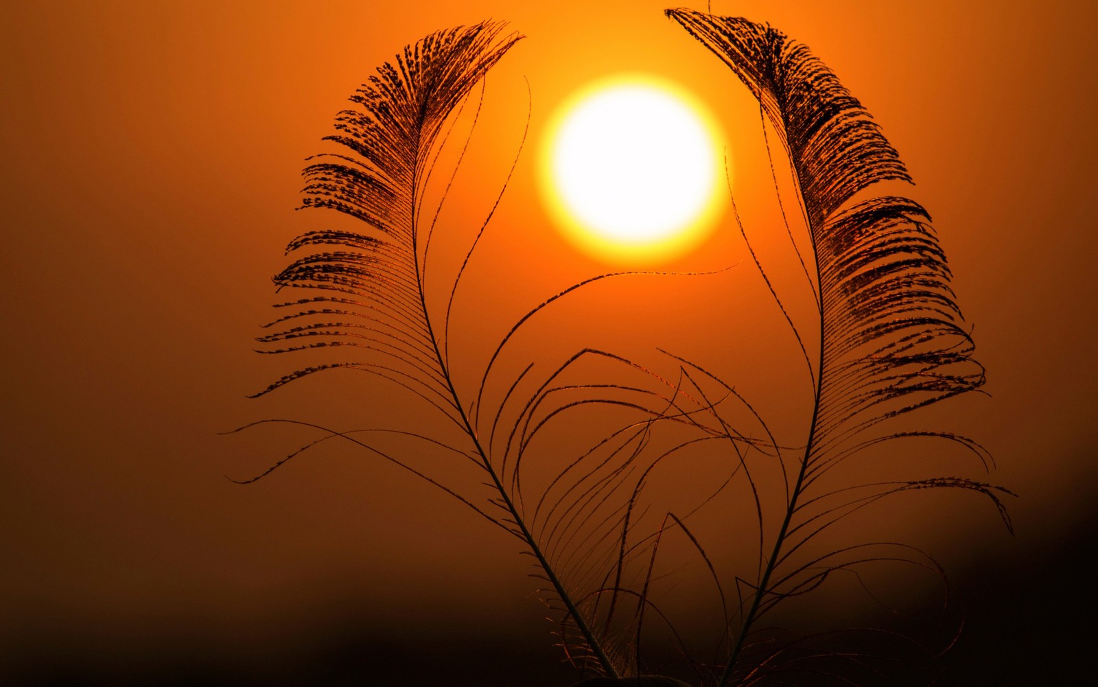 Arabische giraffen bei sonnenuntergang mit der sonne im hintergrund (sonnenuntergang, sonne, sonnenaufgang, morgen, abend)