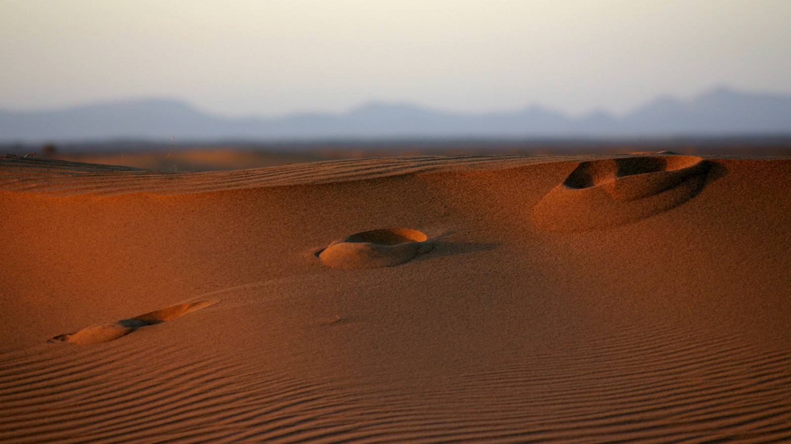 Girafas no deserto com um chapéu e um chapéu em cima (deserto, erg, areia, saara, sahara)