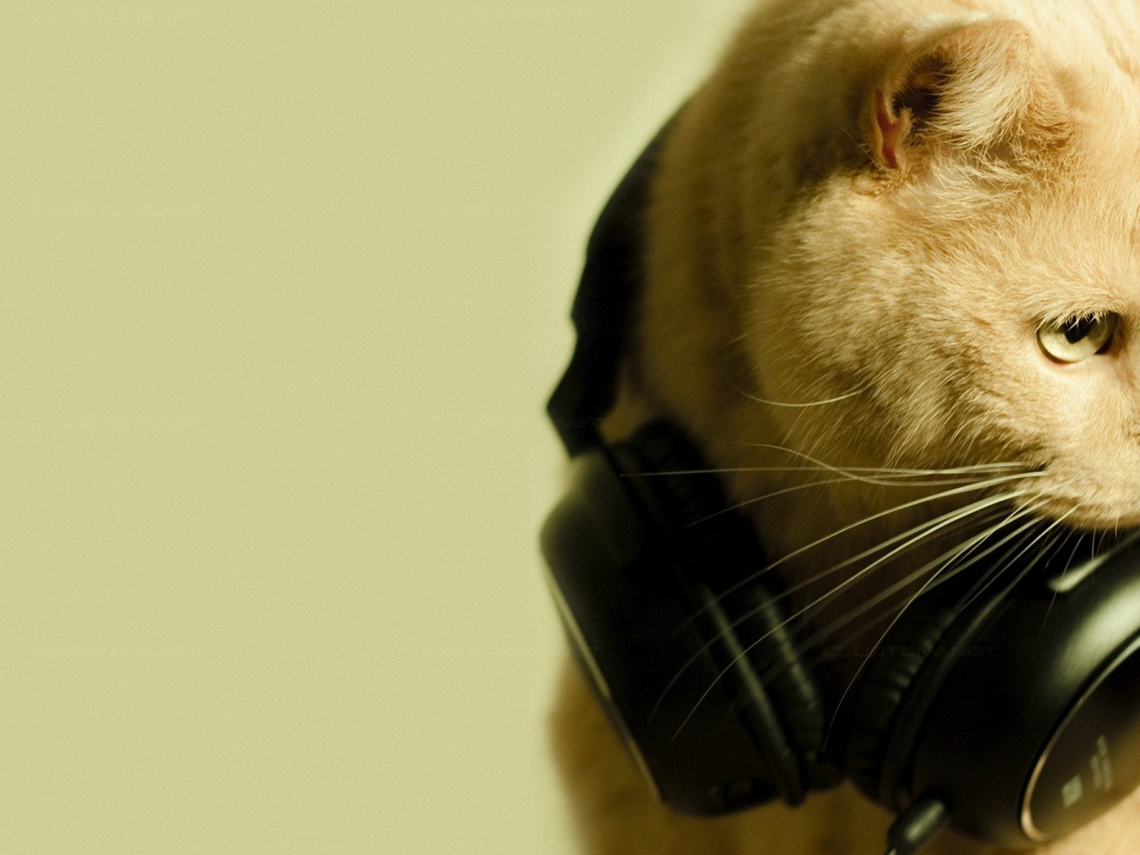 There is a cat with headphones on its head (snout, disc jockey, fauna, wildlife, kitten)