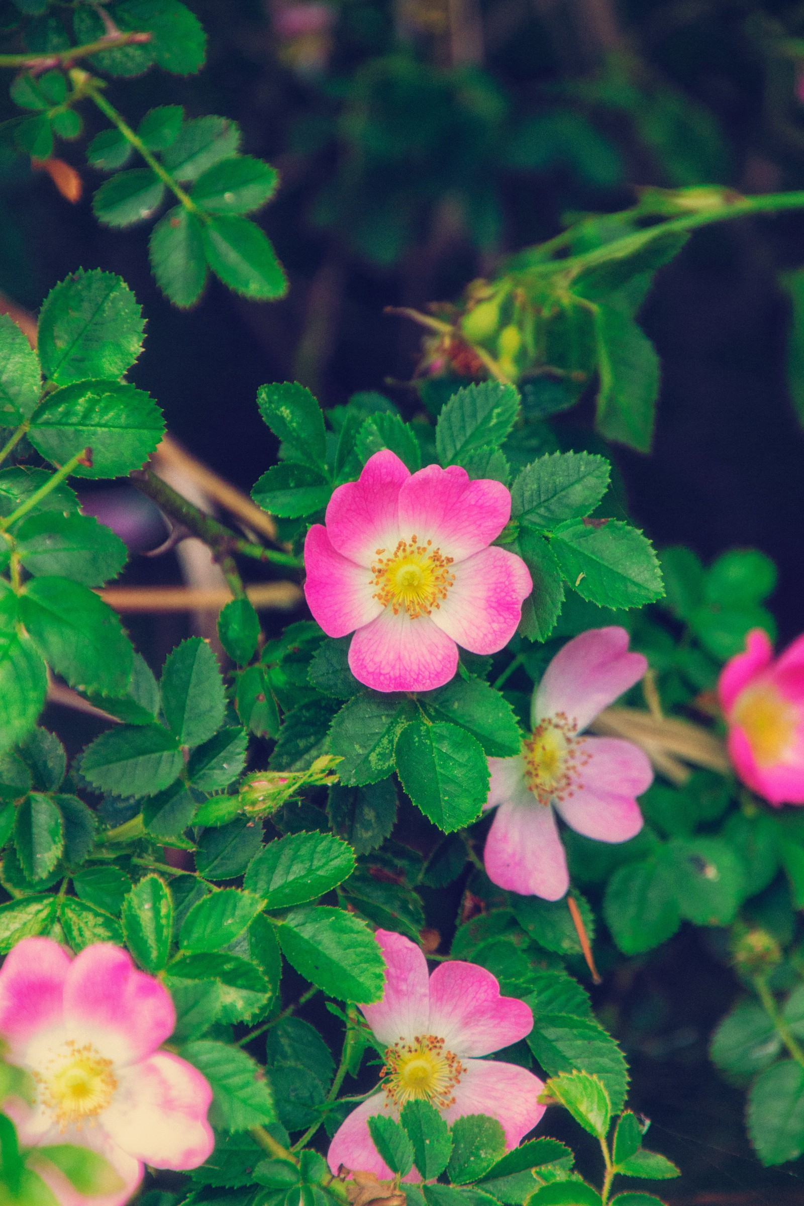 Il y a beaucoup de fleurs roses qui poussent sur le buisson avec des feuilles vertes. (fleur, plante à fleurs, plante, pétale, musique)