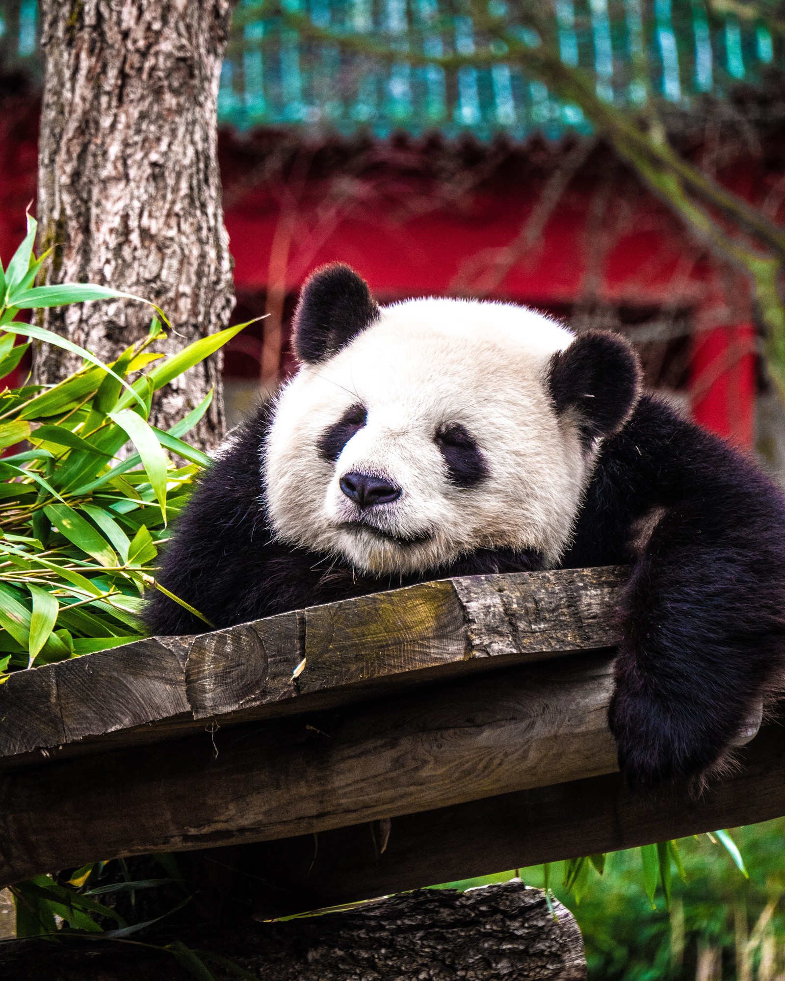 Ours panda allongé sur une plateforme en bois dans un enclos de zoo (panda géant, réserve naturelle, animal terrestre, ours, environnement naturel)