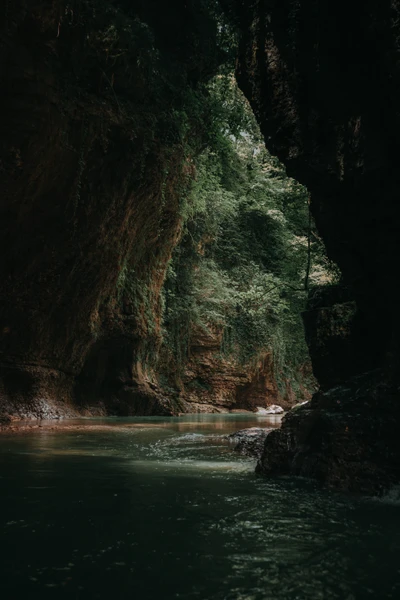 trunk, rock, formation, tree, forest