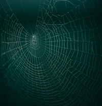 Close-Up of a Symmetrical Spider Web Capturing Moisture Against a Turquoise Background