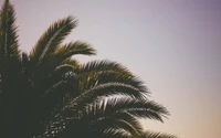 Tropical Date Palm Against a Soft Sky at Sunset