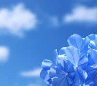 beautiful, blue, blue sky, cool, flower wallpaper