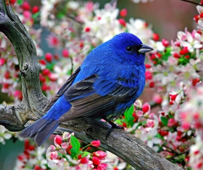 beautiful, bird, bloom, blossoms, nature