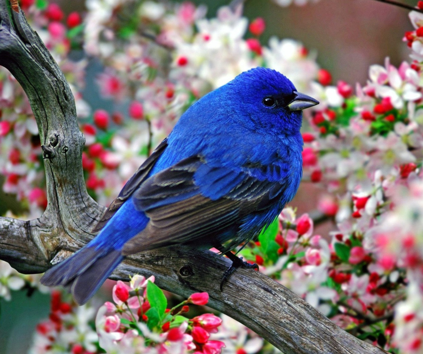 beautiful, bird, bloom, blossoms, nature wallpaper