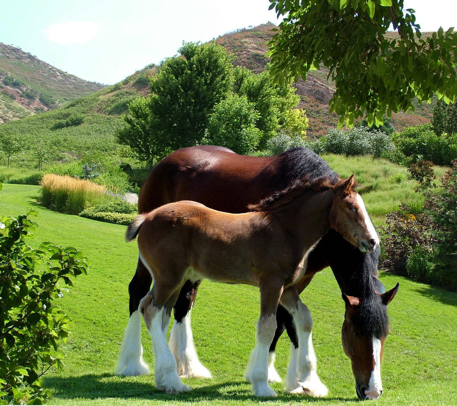 Hay dos caballos que están de pie en la hierba juntos (clydesdale, caballos, foto)