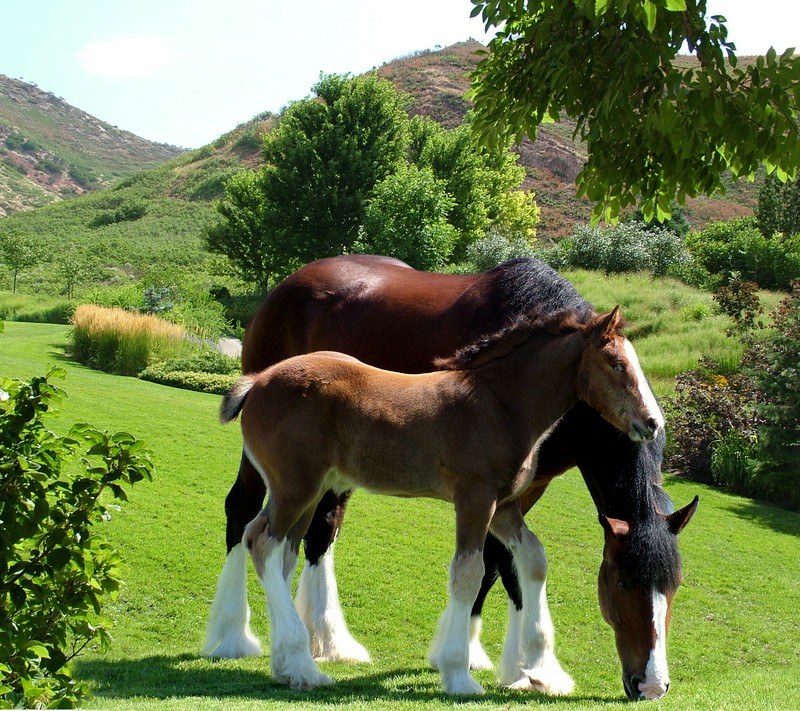 Две лошади стоят вместе на траве (клайдсдейл, clydesdale, лошади, фото)