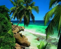 Tropical Coastline with Palms and Clear Blue Waters