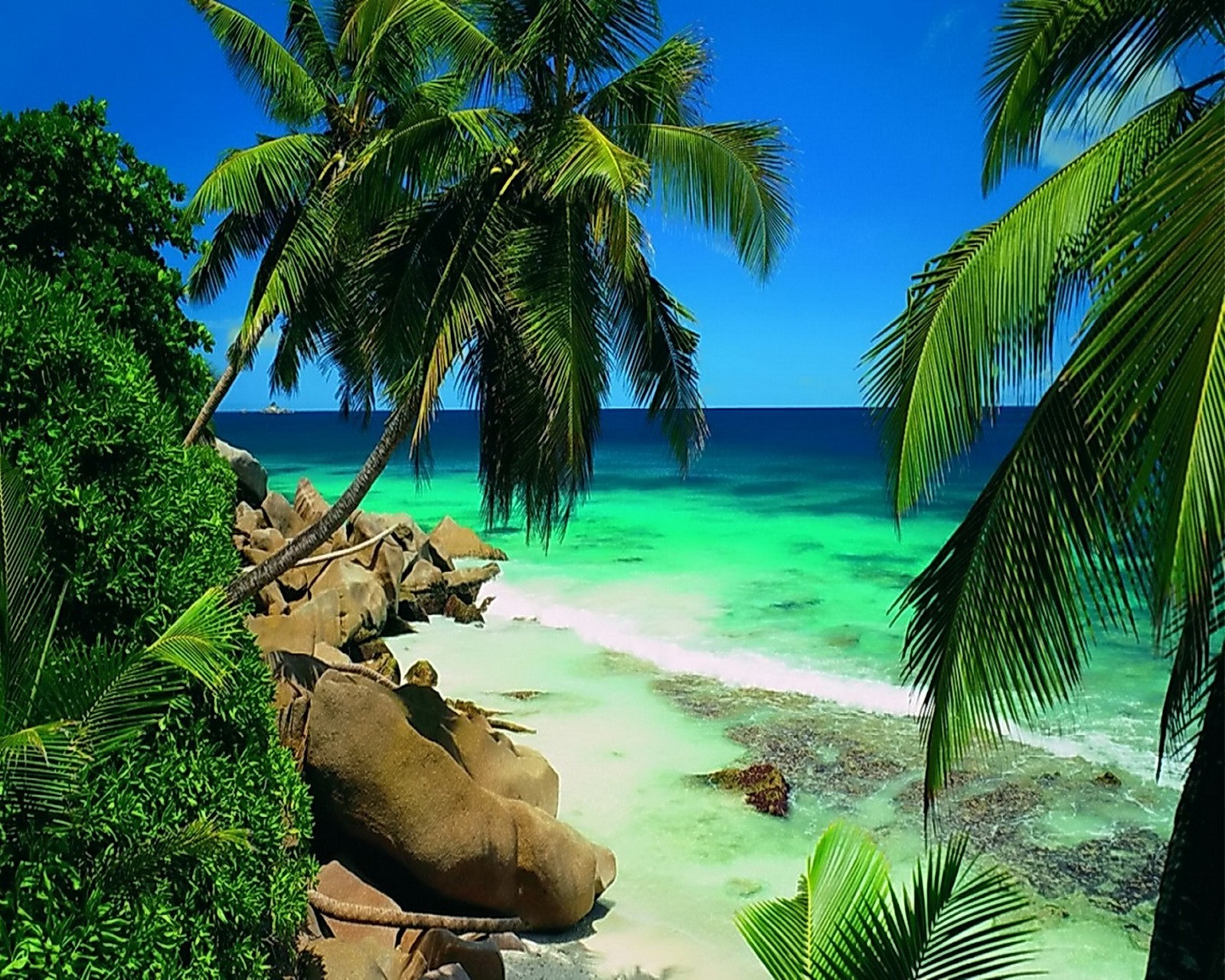 Il y a des palmiers sur la plage près de l'eau (la côte, palmiers, tropical)