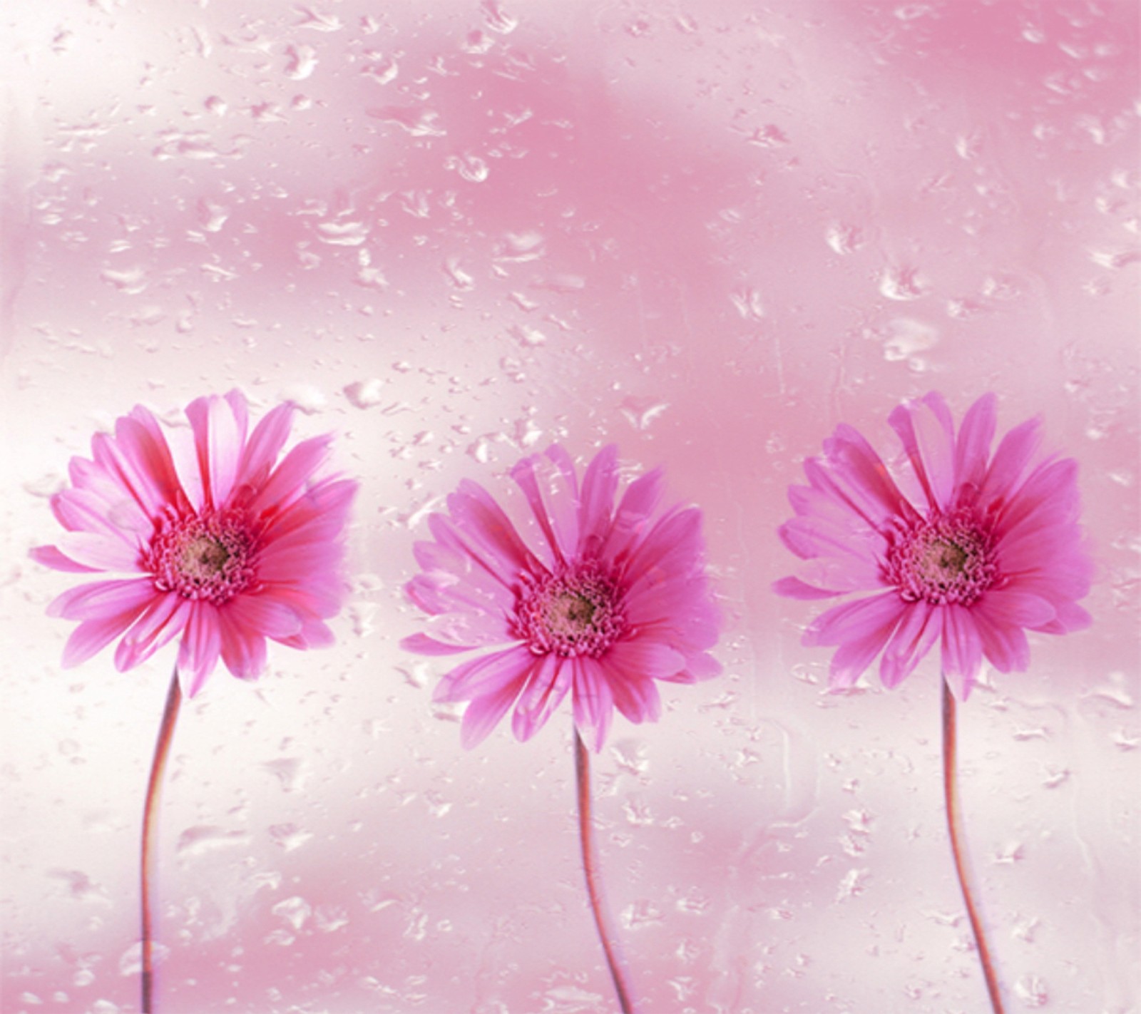 Tres flores rosas están sentadas en fila en un día lluvioso (flores, rosa)