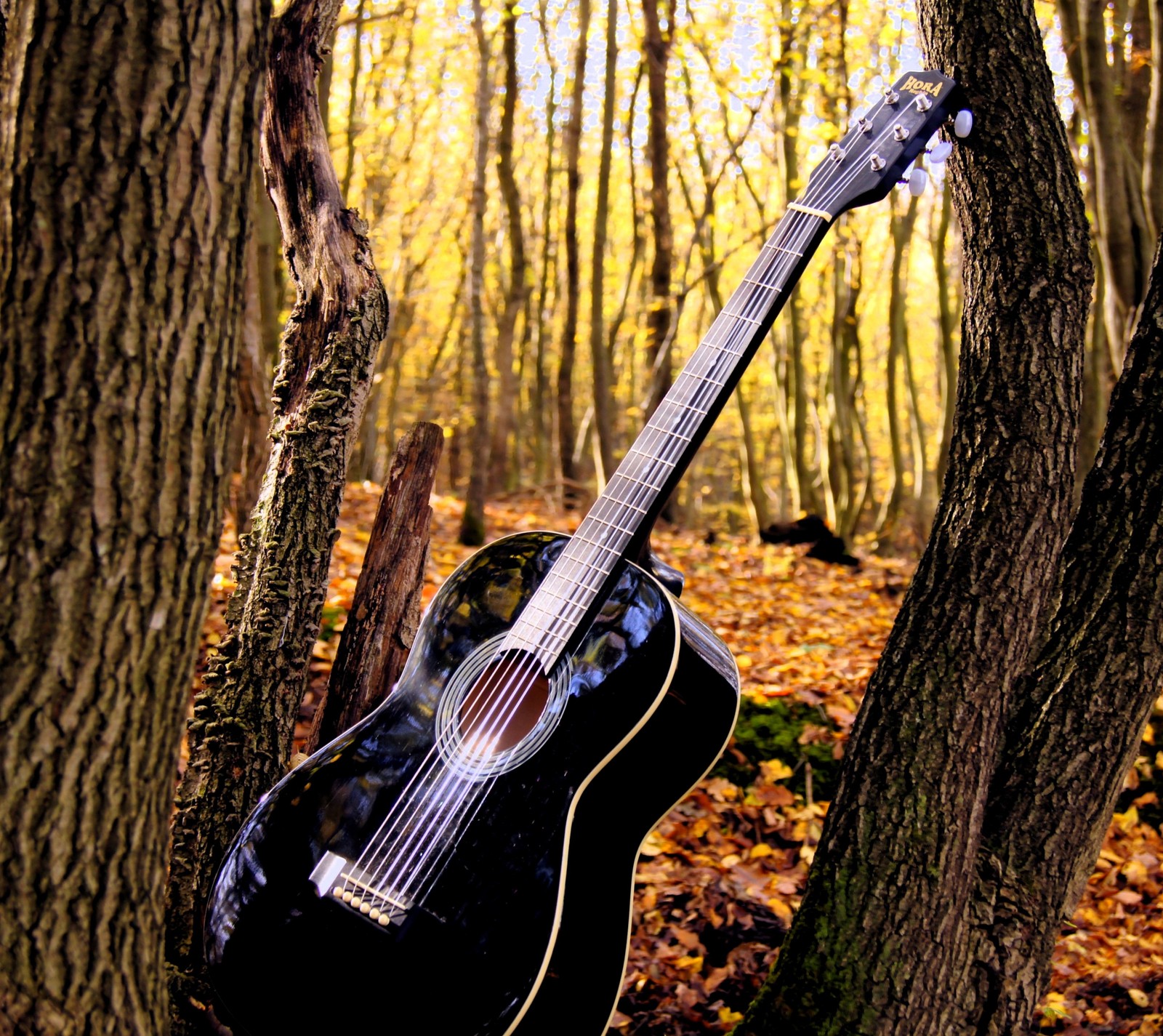 Il y a une guitare qui est dans les bois (guitare, musique)