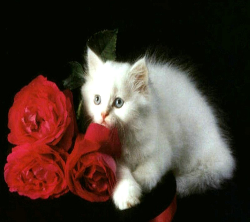 Hay un gato blanco sentado en un sombrero con rosas (gatos, flores)