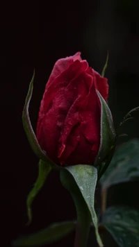 Rote Rosenknospe auf schwarzem Hintergrund