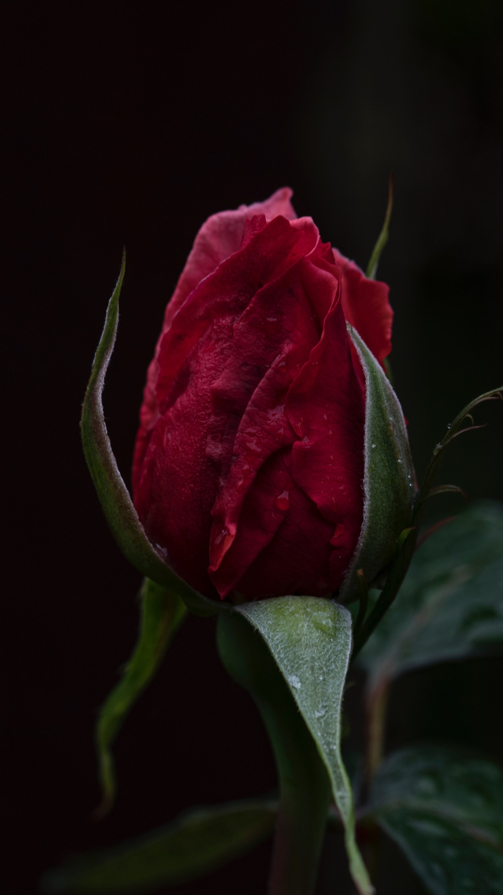 Eine nahaufnahme einer roten rosenknospe mit wassertropfen darauf (schwarzer hintergrund, blumen, liebe, rose)