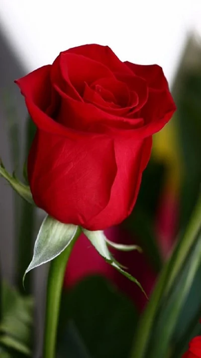 Vibrant Red Rose Blossom