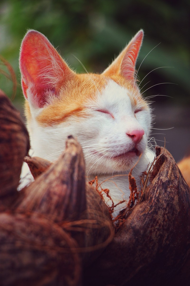 На картинке кошка, спящая в кокосовой скорлупе (милый, котёнок, спящий, белый)