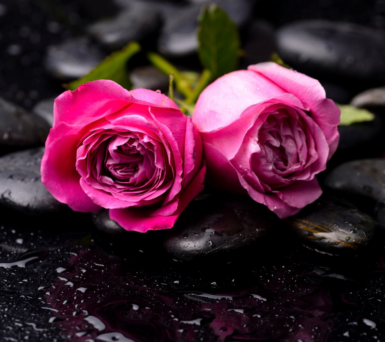 Duas rosas pink estão sentadas em uma pilha de pedras pretas (gotas, rosa, rosas, spa, pedras)