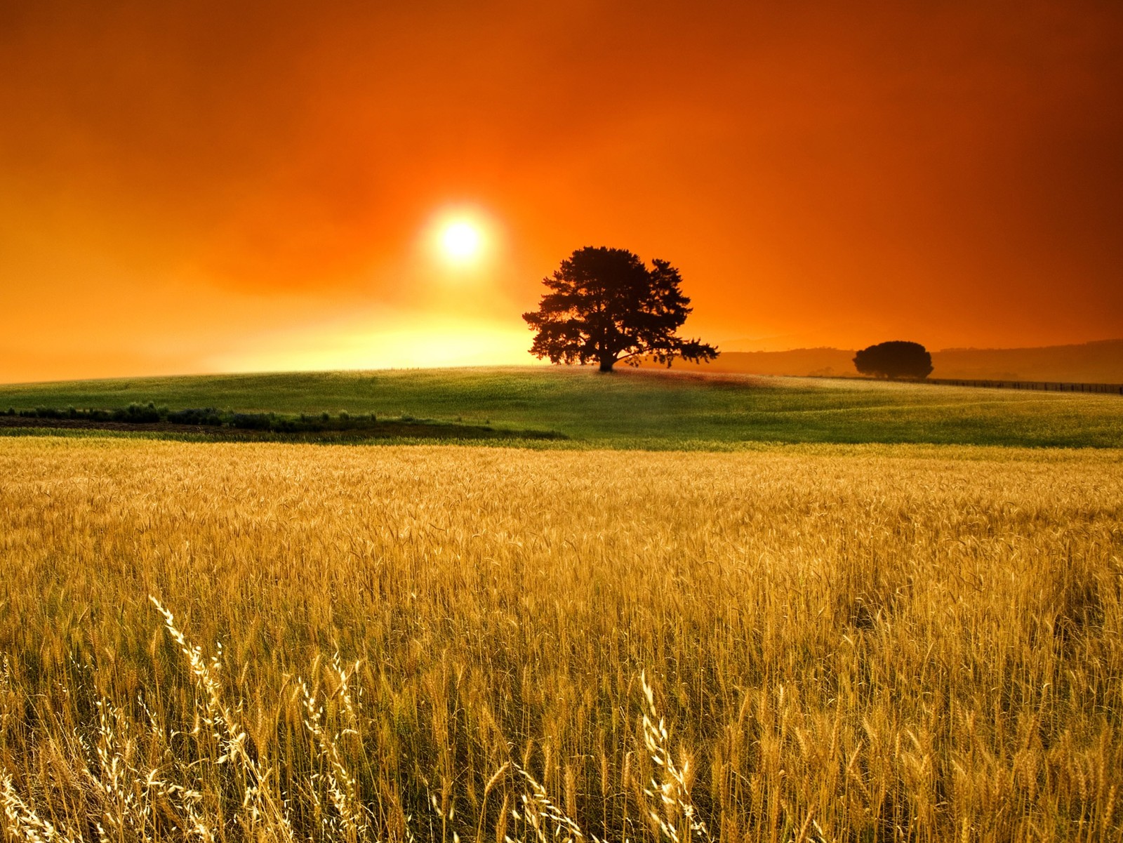 Un campo de trigo con un árbol solitario a lo lejos (día, soleado)