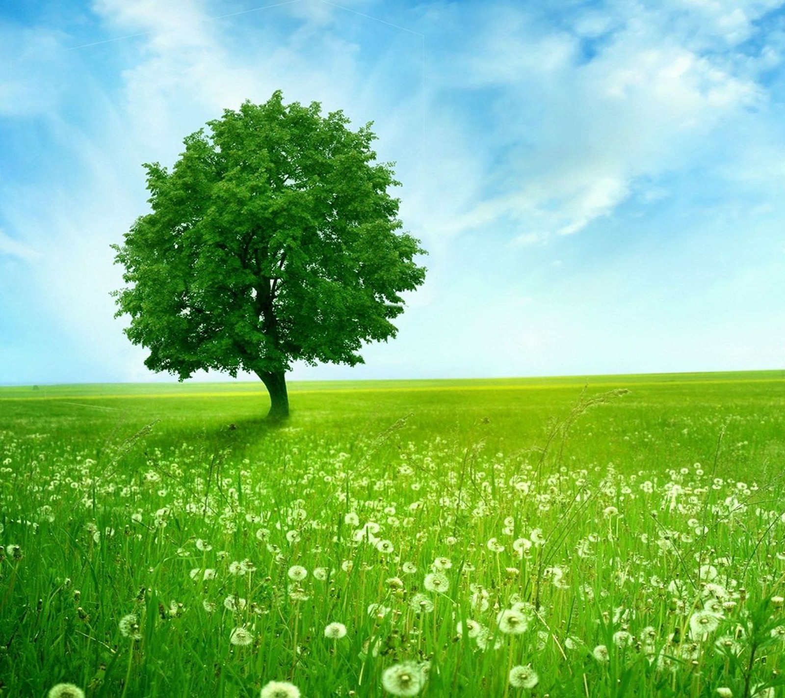 Un arbre dans un champ de pissenlits avec un ciel bleu en arrière-plan (champ, fleurs, herbe, paysage, nature)