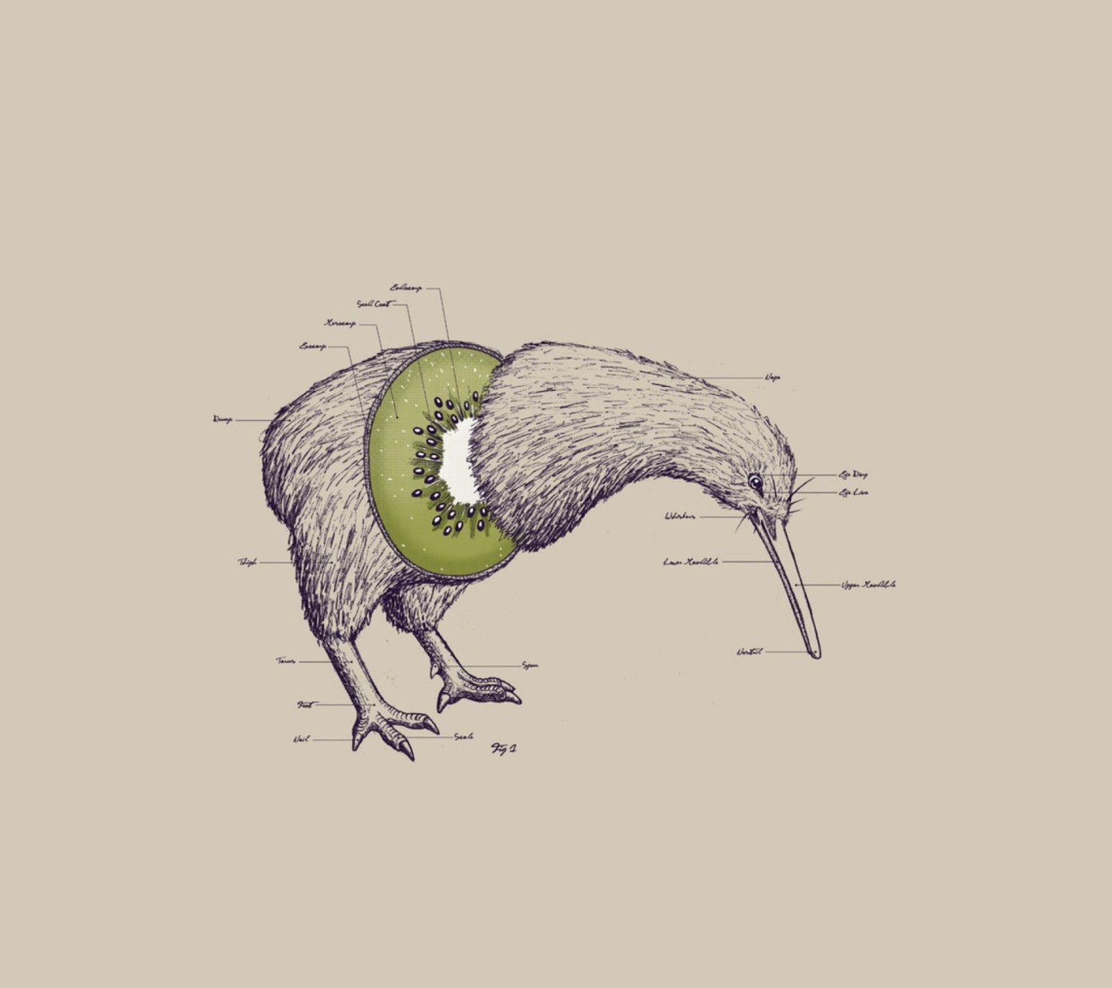 Un primer plano de un pájaro kiwi con la cabeza de un kiwi en su pico (hurtfeer5, jkjeab65)