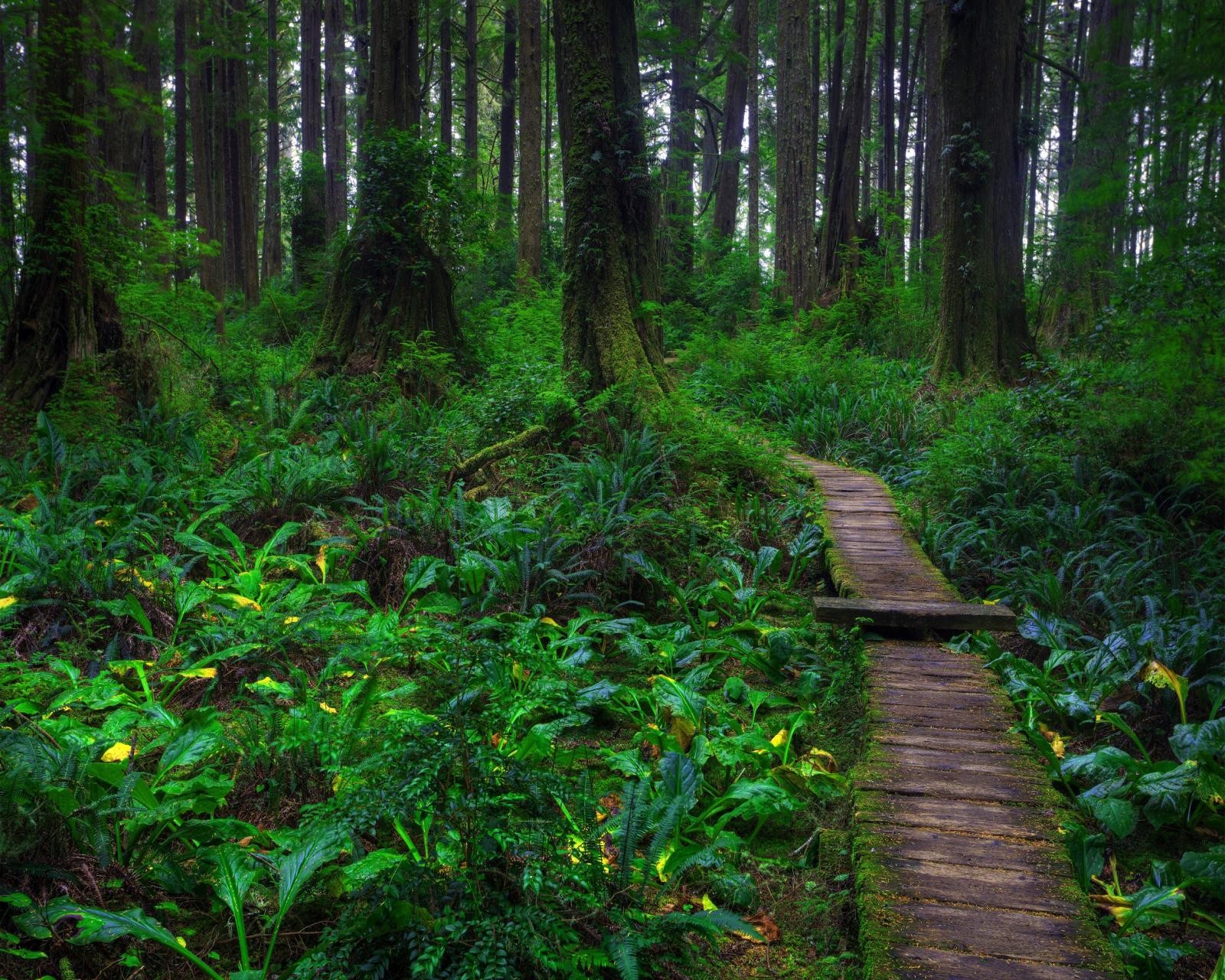 A close up of a wooden path through a forest with lots of trees (forest, grass, jungle, nature, road)