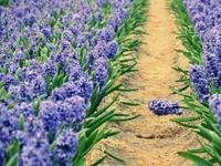 Campo de Jacintos de Lavanda em Flor no Primavera