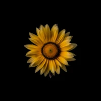 Vibrant Sunflower on a Black Background