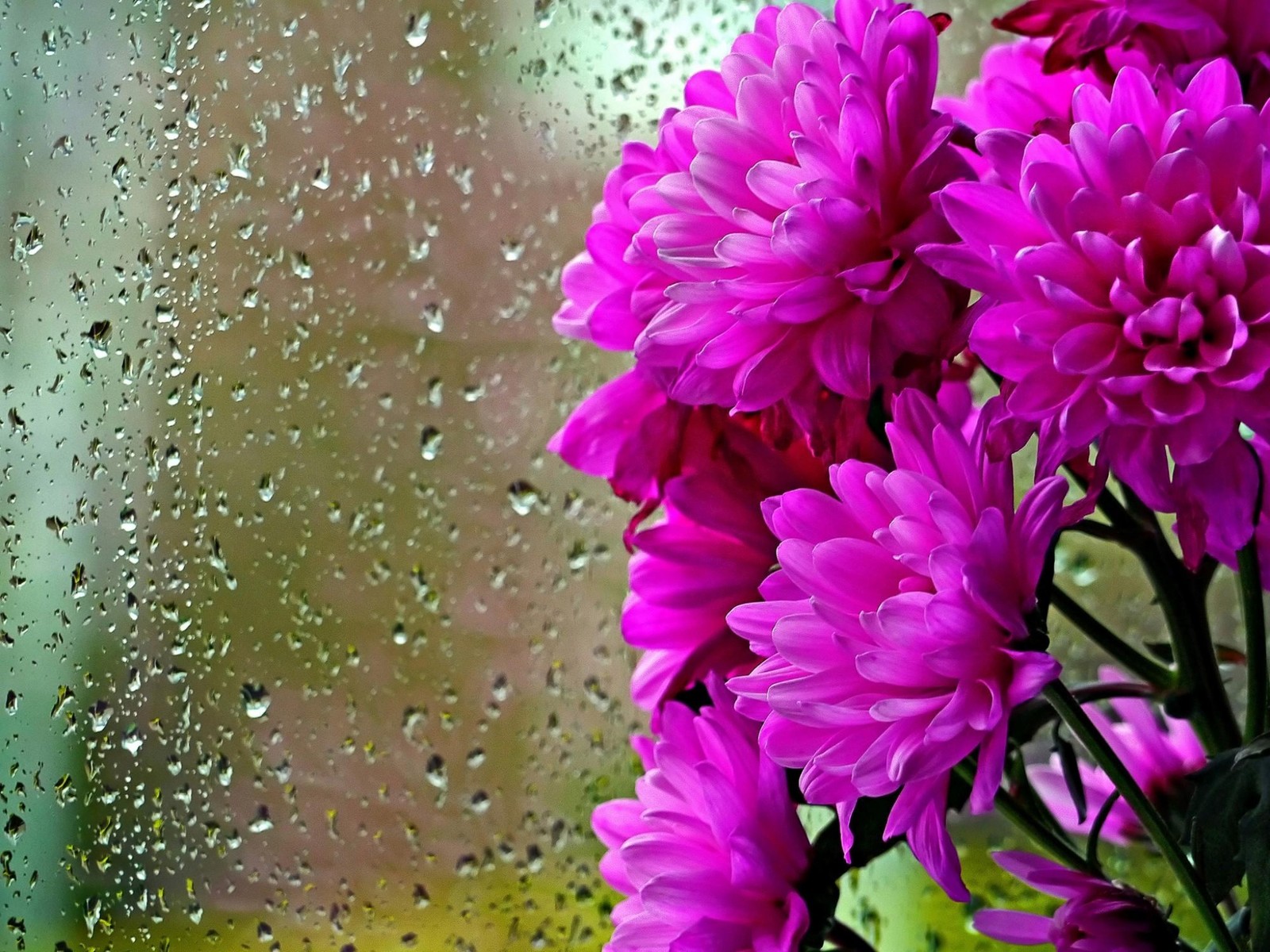 Flores roxas em um vaso na frente de uma janela (planta com flores, pétala, roxo, crisântemos, flora)