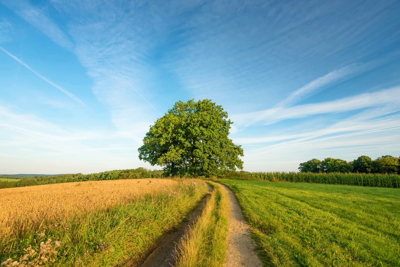 Meadow, Field, Grassland, Tree, Grazing Download Wallpaper