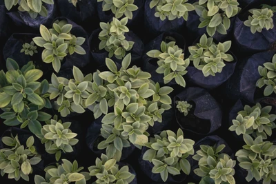 Arbustos verdes vibrantes: uma vista de cima de plantas de cobertura do solo folhosas