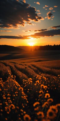 Campo de girasoles al atardecer con nubes dramáticas