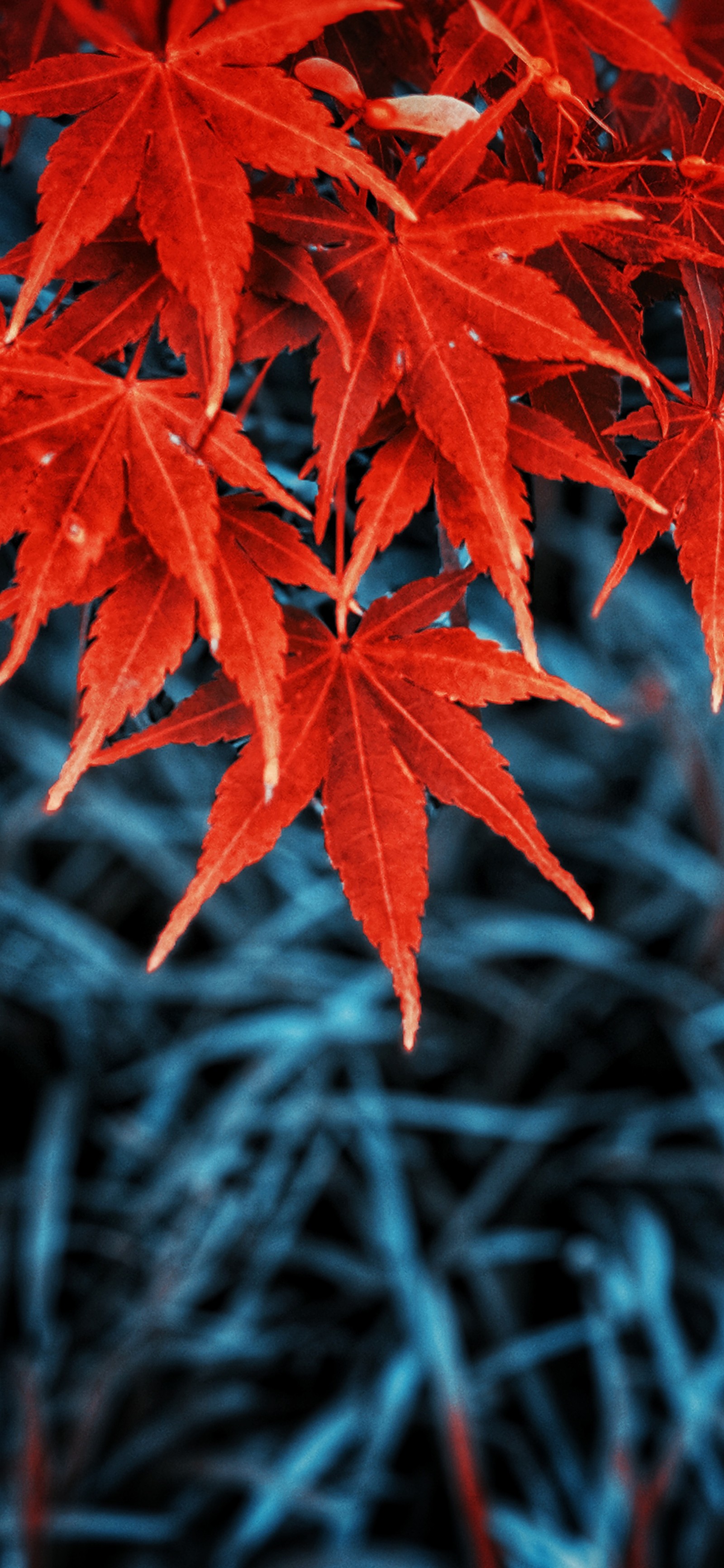 There is a red leaf on a tree with blue branches (autumn, leaf, autumn leaf color, tree, botany)