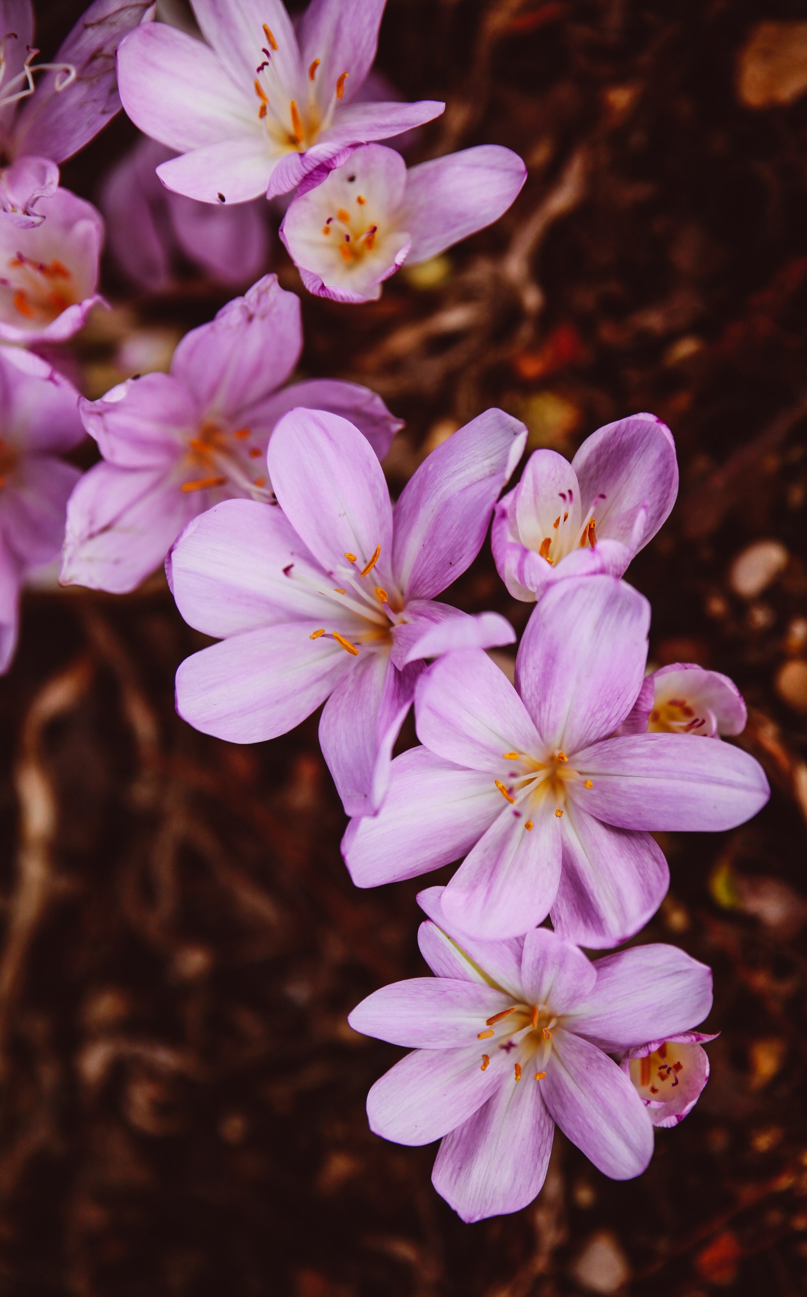 Des fleurs violettes fleurissent dans un jardin avec des feuilles brunes (crocus, fleur, plante à fleurs, pétale, plante)