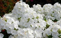 jardin, blanc, plante à fleurs, plante, pétale