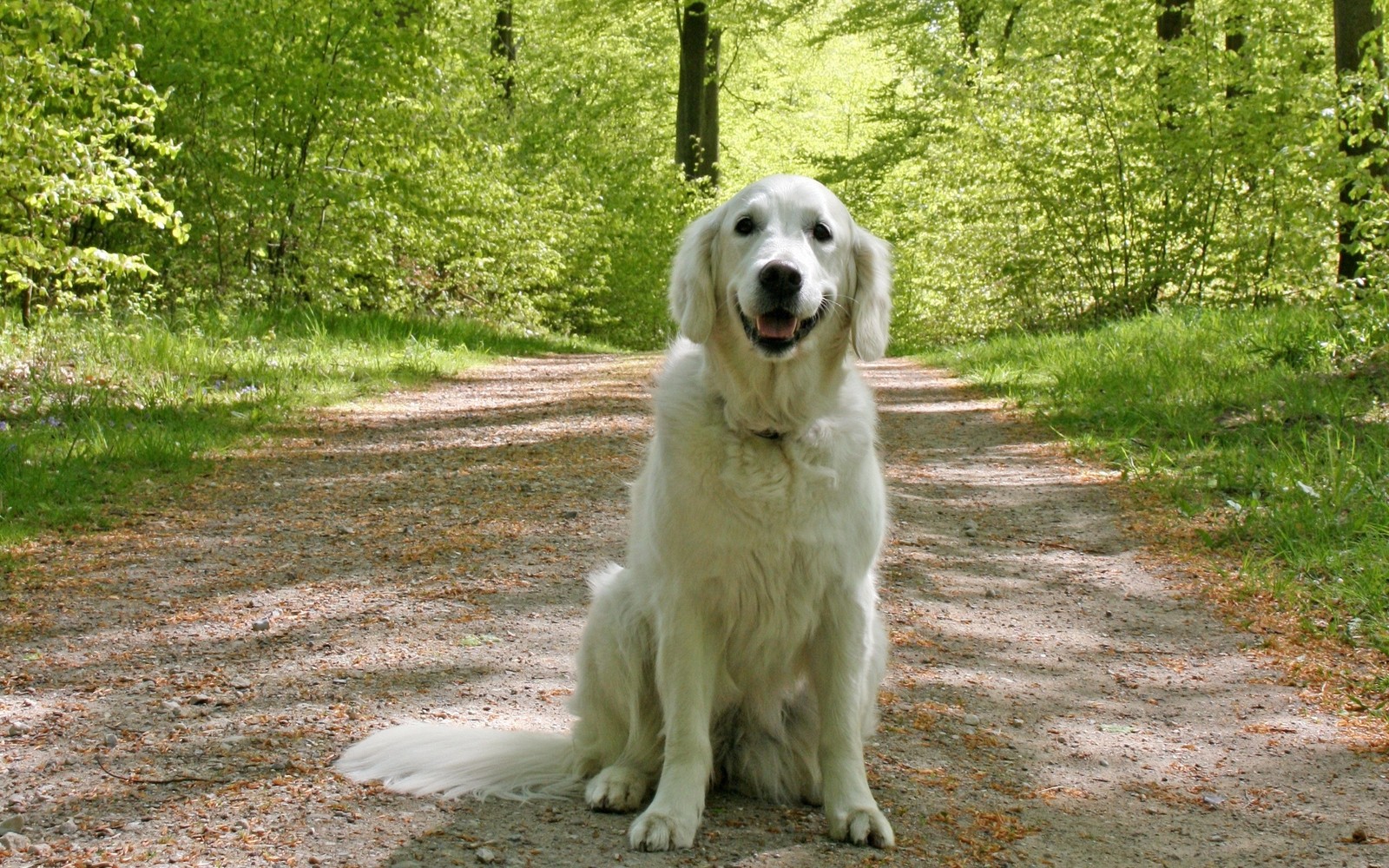 Há um cachorro branco sentado em uma estrada de terra na floresta (golden retriever, filhote, canidae, raça de cachorro, focinho)