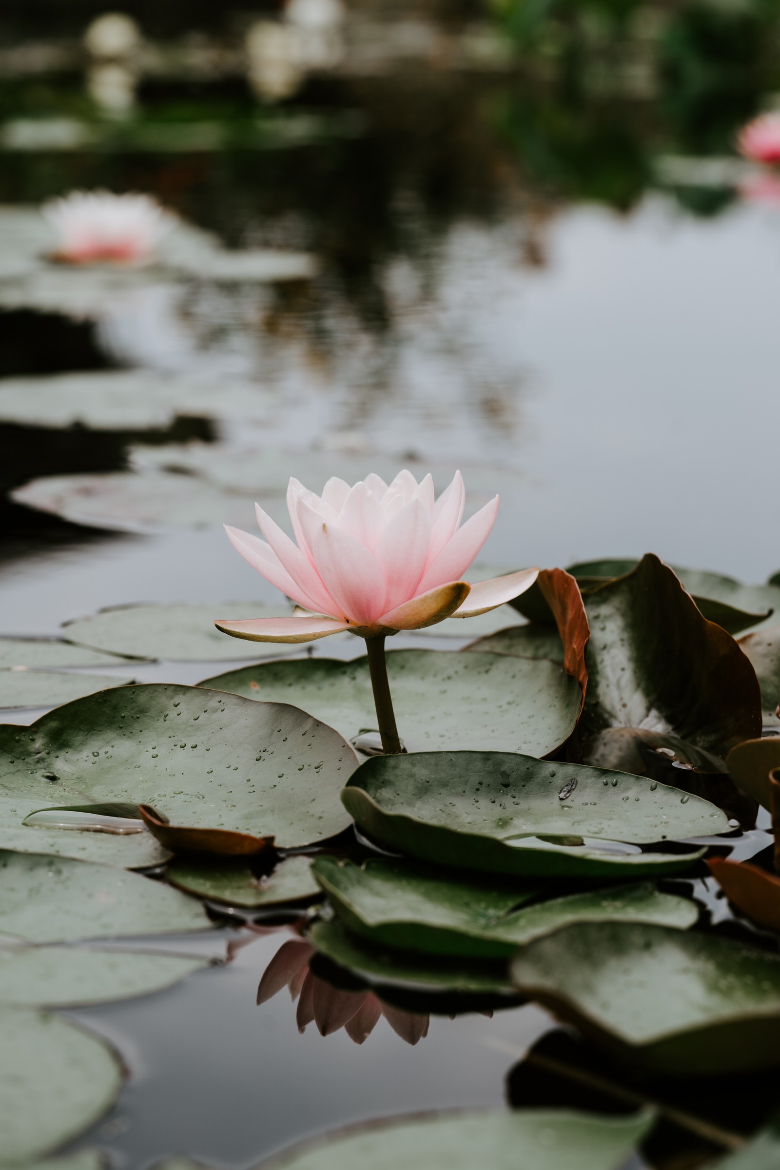 There is a pink flower that is in the water (flower, sacred lotus, lotus, aquatic plant, lotus family)