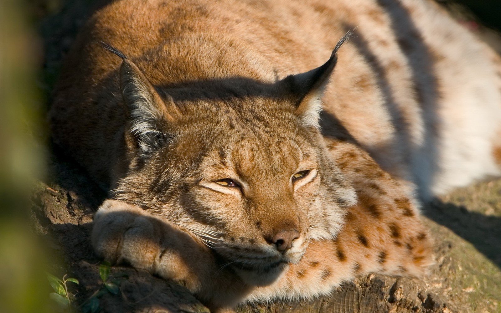 Линкс, лежащий на бревне на солнце (евразийская рысь, felidae, большая кошка, наземное животное, дикая природа)