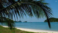 Plage tropicale avec des palmiers et une mer des Caraïbes calme