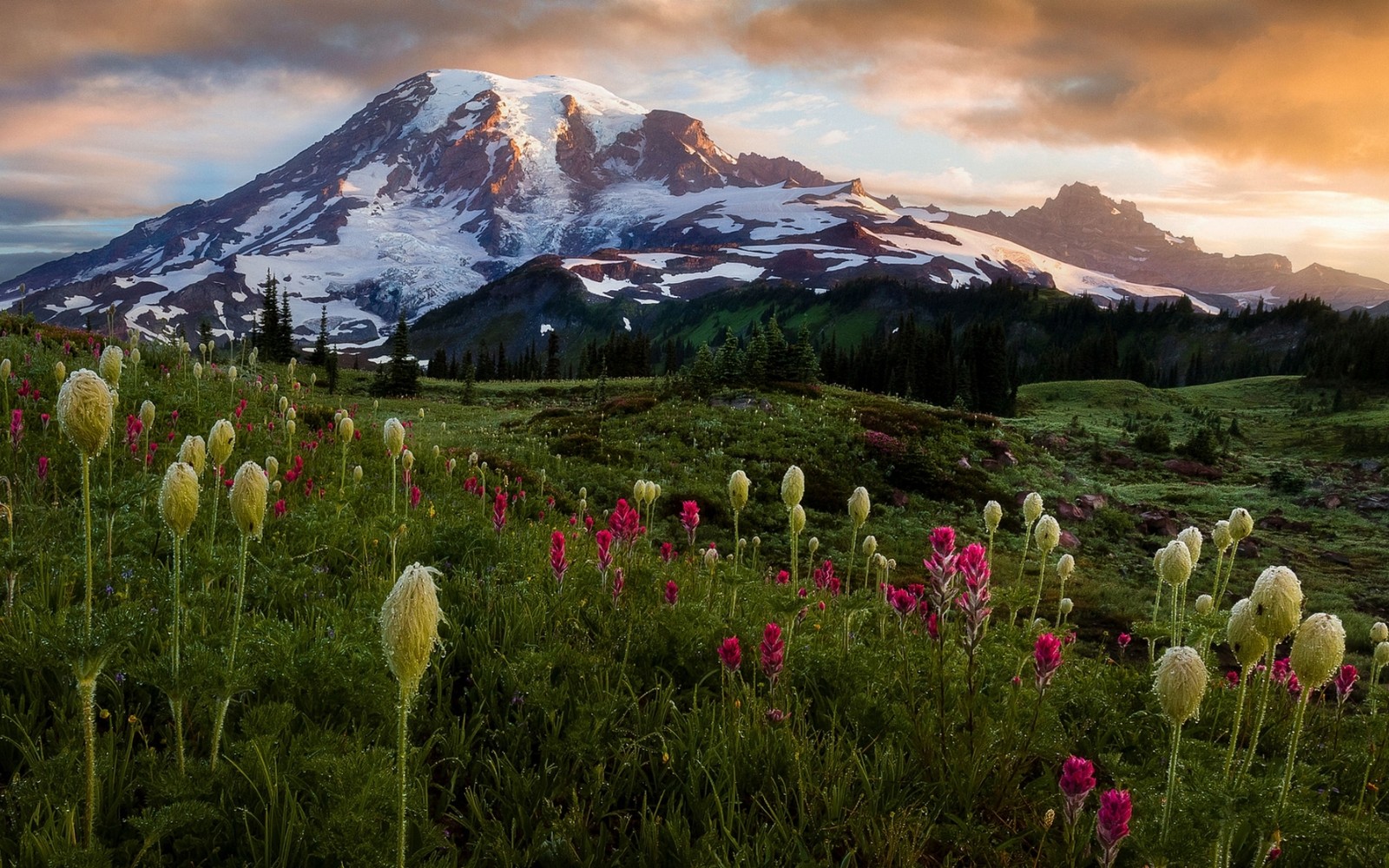 Lade wildblume, blog, blume, wolke, pflanze Hintergrund herunter