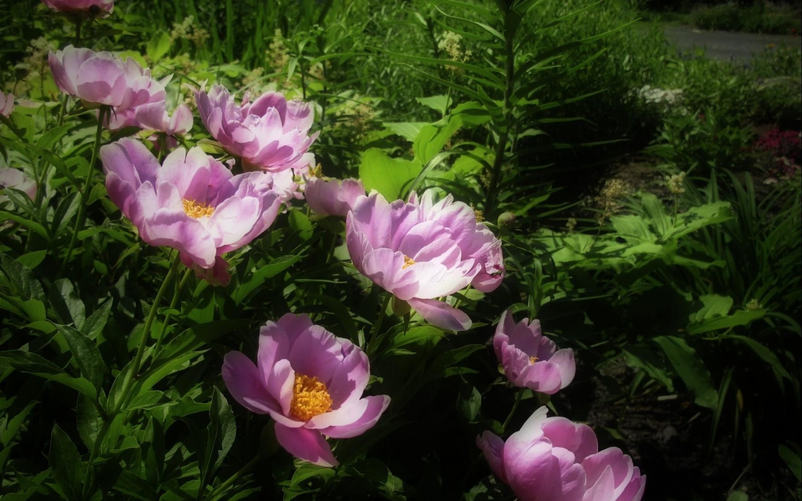 Hay muchas flores rosas que están creciendo en la hierba (peonías, jardín de flores, planta floreciendo, planta anual, planta)