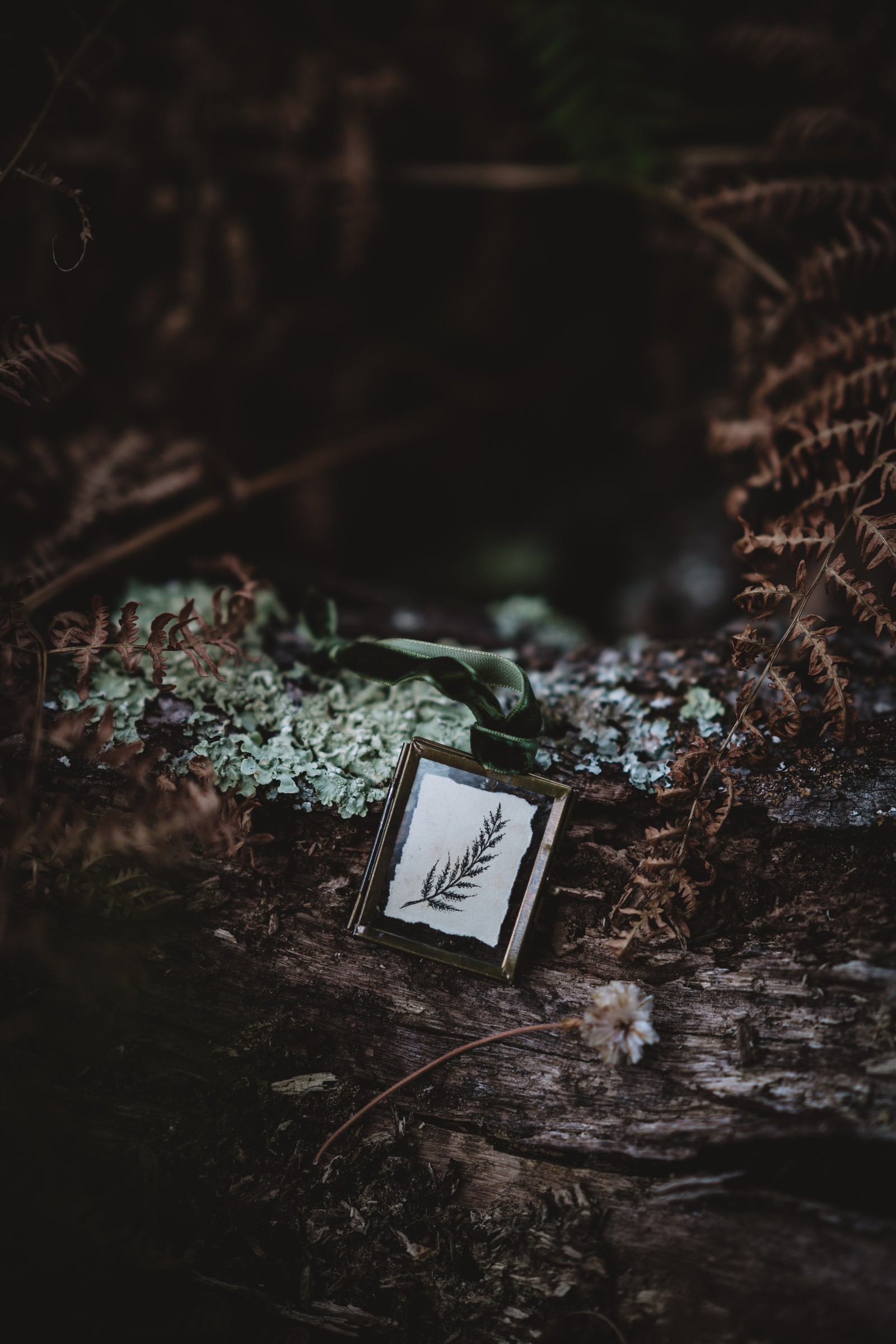 A close up of a picture frame sitting on a tree trunk (tree, soil, plant, grasses, wildflower)